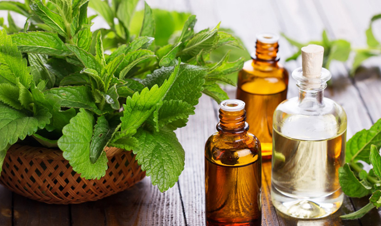 Mths and facts on nettle leaves