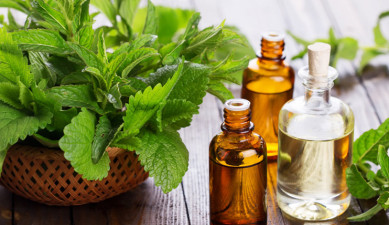 Mths and facts on nettle leaves