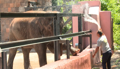 Ears, a trunk and a big smile...