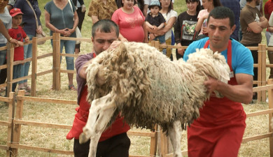 Sheep Shearing Festival in Syunik