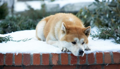 Hachi: A Dog's Tale