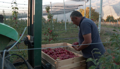 My Business: Tatul Dumanyan