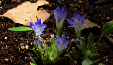 Best botanical gardens in the world