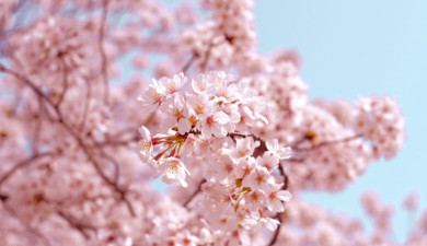 Sakura: Japanese Cherry