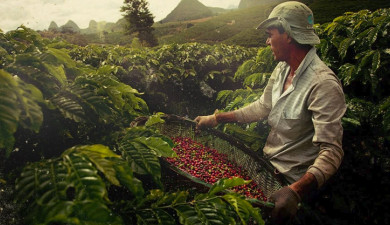 World drinks 2.5 bln cups of coffee every morning