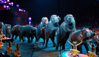 Best Circuses in the World