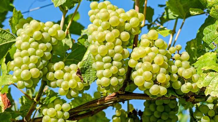 Let's Understand: Grape Storage