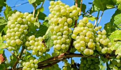 Let's Understand: Grape Storage