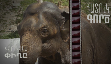 Special Case: Vova the Elephant