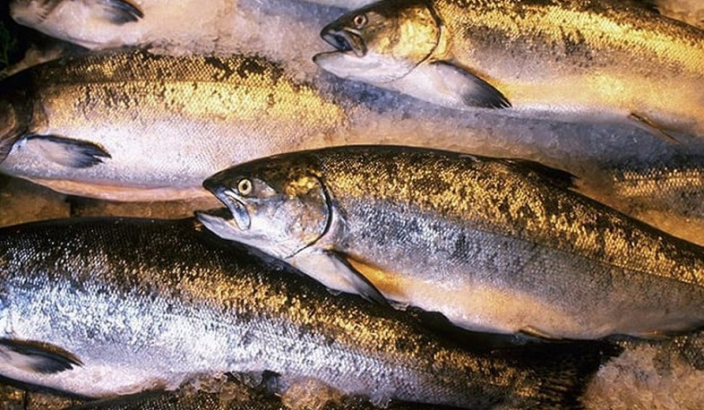 Rosselkhoznadzor announced that Armenia should stop certifying fish for Russia